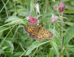 Boloria angarensis