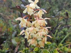 Epidendrum sumacoense