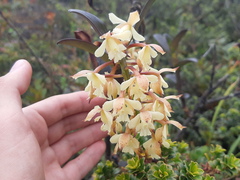 Epidendrum sumacoense