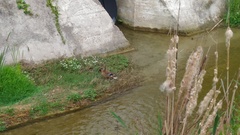 Anas platyrhynchos