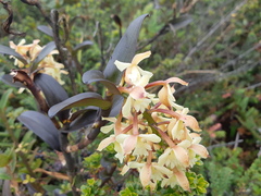 Epidendrum sumacoense