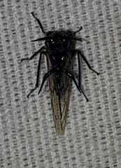 Cyphonia andina