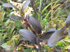 Epidendrum sumacoense
