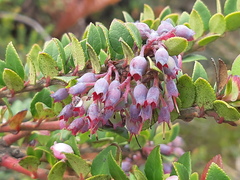 Vaccinium floribundum