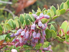 Vaccinium floribundum