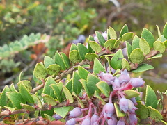 Vaccinium floribundum