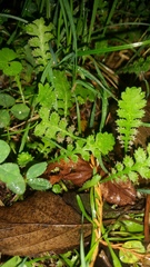 Leptinella
