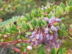 Vaccinium floribundum