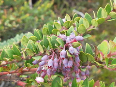 Vaccinium floribundum