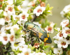 Castiarina dimidiata