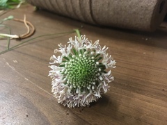 Marshallia caespitosa