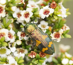 Castiarina dimidiata
