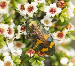 Castiarina dimidiata