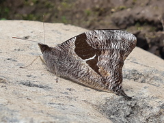 Corades dymantis