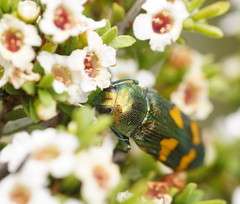 Castiarina dimidiata
