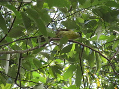 Gavicalis versicolor