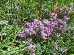 Thymus sibiricus