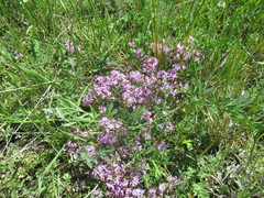 Thymus sibiricus