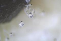 Pilobolus crystallinus