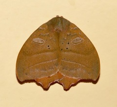 Automerina caudatula
