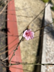 Amygdalus