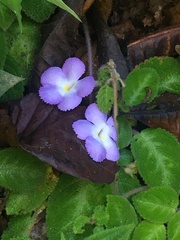 Episcia lilacina