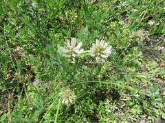Astragalus austrosibiricus