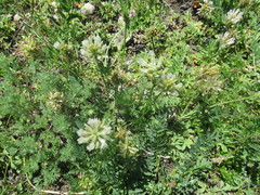 Astragalus austrosibiricus