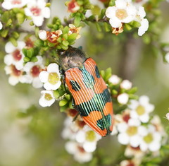 Castiarina delectabilis