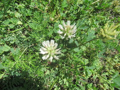 Astragalus austrosibiricus