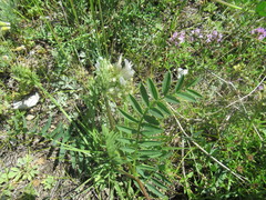 Astragalus austrosibiricus