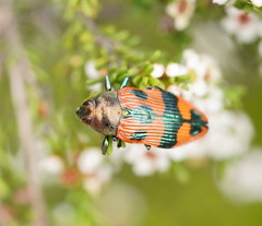 Castiarina delectabilis