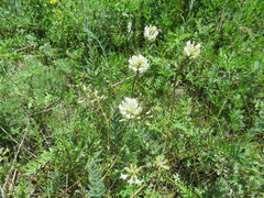 Astragalus austrosibiricus