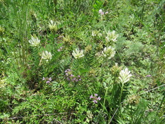 Astragalus austrosibiricus