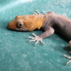 Gonatodes albogularis fuscus