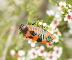 Castiarina delectabilis