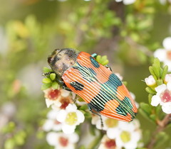 Castiarina delectabilis