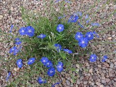 Evolvulus arizonicus