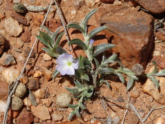 Evolvulus nuttallianus