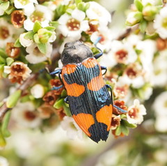 Castiarina thomsoni