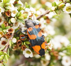 Castiarina thomsoni