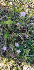Phacelia patuliflora