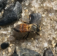 Apis mellifera