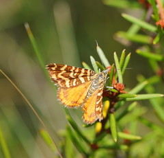 Chrysolarentia chrysocyma