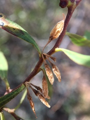 Myoporum platycarpum
