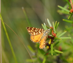 Chrysolarentia chrysocyma