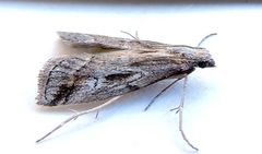 Cacotherapia interalbicalis