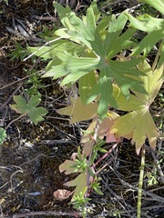 Delphinium cardinale