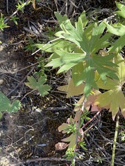 Delphinium cardinale