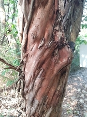 Senegalia polyphylla